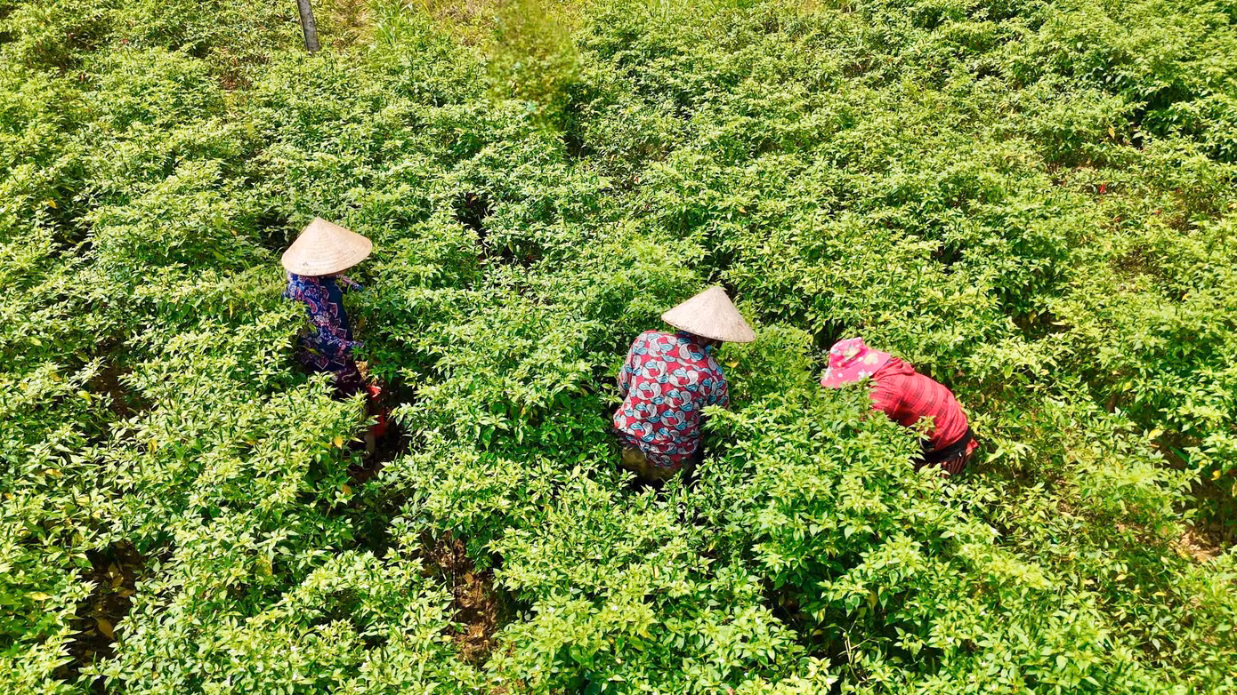 Mỗi năm, nếu thị trường Trung Quốc tiêu thụ mạnh, giá ớt có thể tăng đột biến. Ngược lại, nếu thị trường này “quay lưng”, người nông dân lại đối mặt với thua lỗ nặng nề. Ảnh: Nguyễn Ngọc. Mỗi năm, nếu thị trường Trung Quốc tiêu thụ mạnh, giá ớt có thể tăng đột biến. Ngược lại, nếu thị trường này “quay lưng”, người nông dân lại đối mặt với thua lỗ nặng nề. Ảnh: Nguyễn Ngọc.