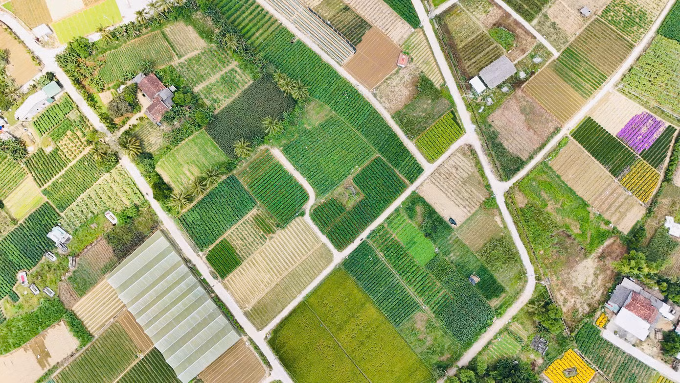 Nghề trồng ớt ở Quảng Ngãi thường được ví như một “canh bạc”, may nhờ rủi chịu. Ảnh: Nguyễn Ngọc. Nghề trồng ớt ở Quảng Ngãi thường được ví như một “canh bạc”, may nhờ rủi chịu. Ảnh: Nguyễn Ngọc.