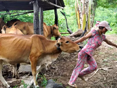 Hằng ngày ĐTTA phải trông giữ hơn 20 con bò giữa rừng sâu