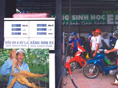 Người trồng sắn (ảnh nhỏ) đang dở khóc dở cười vì bị doanh nghiệp bỏ rơi. Ảnh: Xuân Phú - Nam Cường