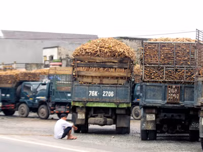 Nhà máy Ethanol Dung Quất, Đồng Xanh không mua, dân trồng sắn ở đây đành chuyển sắn bán cho nhà máy bột mỳ ở Bình Sơn, dù bị ép giá