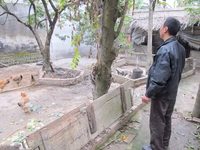 Chỉ vì muốn vay ít tiền để mở rộng chăn nuôi, vợ chồng anh Ngô Văn Xuân đang có nguy cơ mất trắng mảnh đất