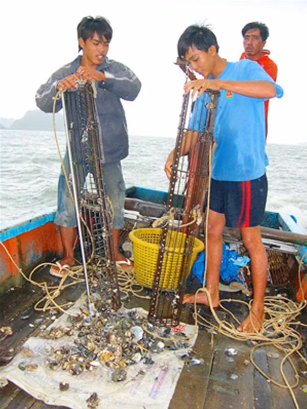 Một nông dân thu hoạch sò lông, số chết chiếm gần nửa - Ảnh: Lê Phương Chăm