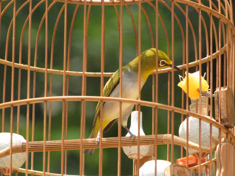 Rất nhiều chú chim tranh tài thi hót, song cũng không ít chú chim chỉ mải ăn uống