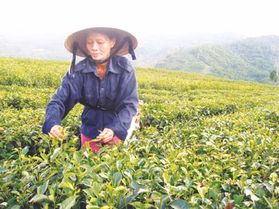 Hơn 10 năm nghỉ hưu nhưng chị Lữ Thị Hiến không thể dứt duyên với đồi chè. Hơn 10 năm nghỉ hưu nhưng chị Lữ Thị Hiến không thể dứt duyên với đồi chè
