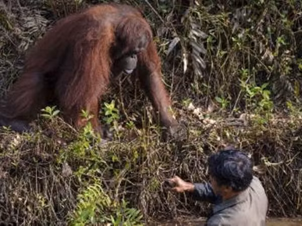 Tuy nhiên, người bảo vệ né tránh chú đười ươi, rồi tự mình trèo lên bờ.