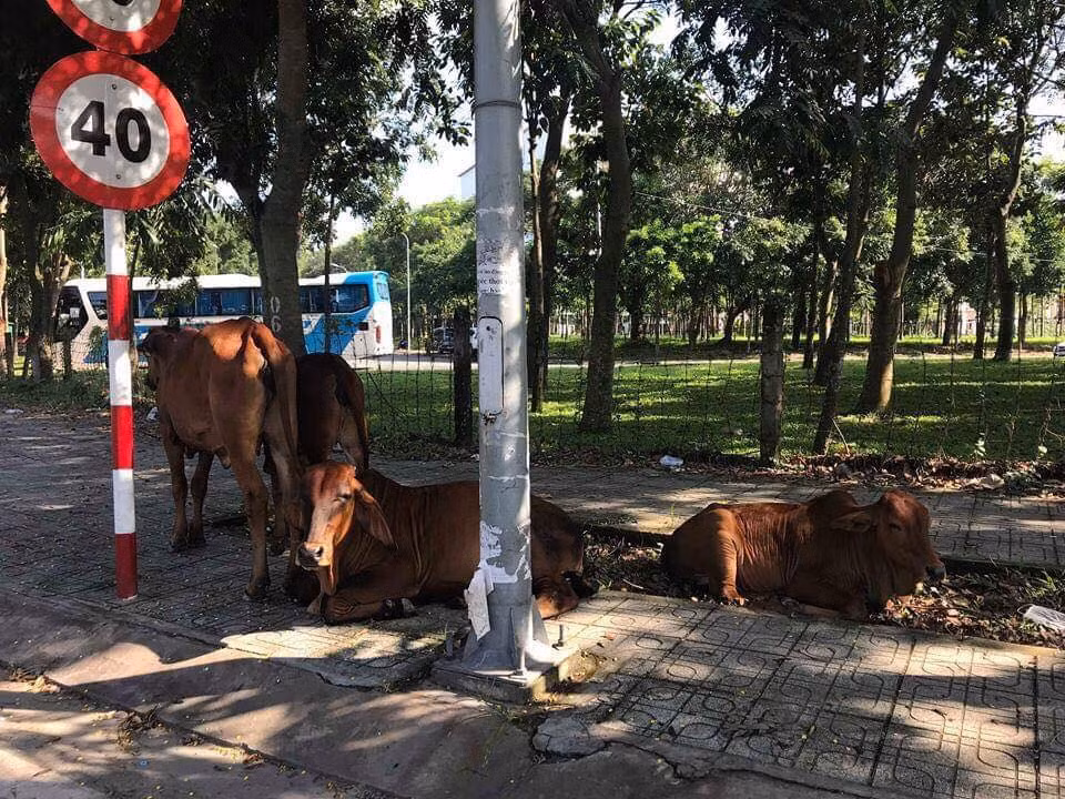 Chuyện “dở khóc dở cười” về hội “thú cưng” học đường của giới trẻ thế hệ Z ảnh 3 Chuyện “dở khóc dở cười” về hội “thú cưng” học đường của giới trẻ thế hệ Z ảnh 3