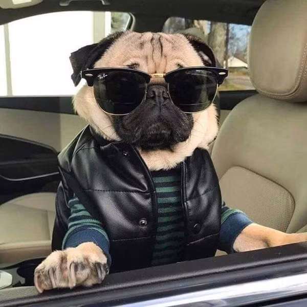Đeo kính hàng hiệu, mặc áo da và ngồi trên siêu xe, chú cún tỏ ra mình đúng là đại boss thứ thiệt.