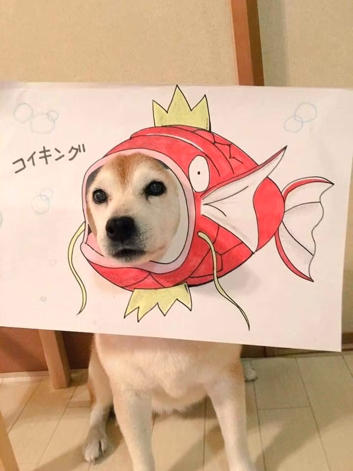 Boss cá xin chào các bạn.
