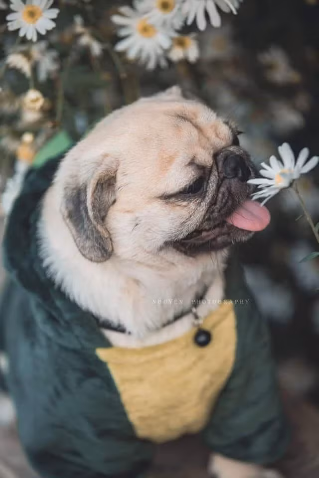 "Lần đầu thấy loài hoa này, liếm thử tí xem vị nó ra sao" - Pư nghĩ.