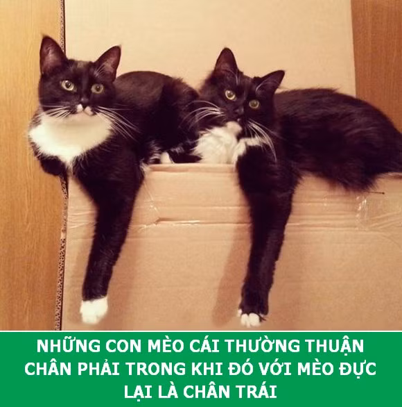 Những sự thật khoa học thú vị về loài mèo sẽ khiến bạn phải bất ngờ ảnh 2 Những sự thật khoa học thú vị về loài mèo sẽ khiến bạn phải bất ngờ ảnh 2