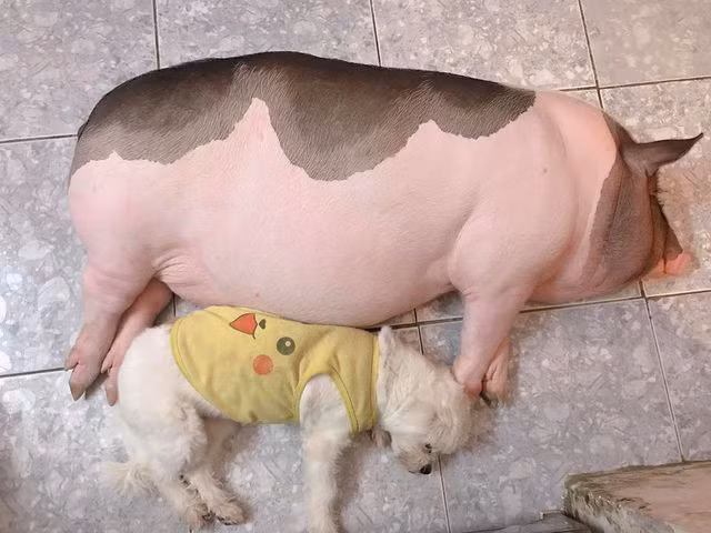sau 1 năm Gấu đã nặng hơn 1 tạ! Ảnh: NVCC.