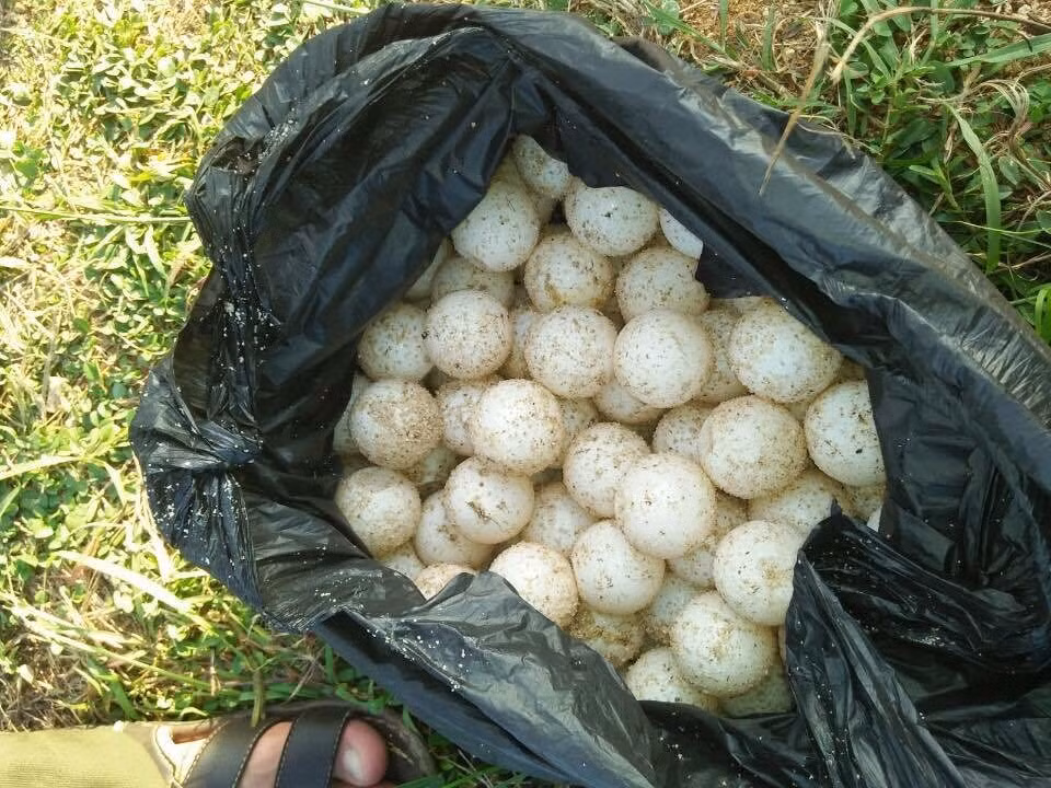 Số trứng rùa biển tịch thu từ đối tượng.