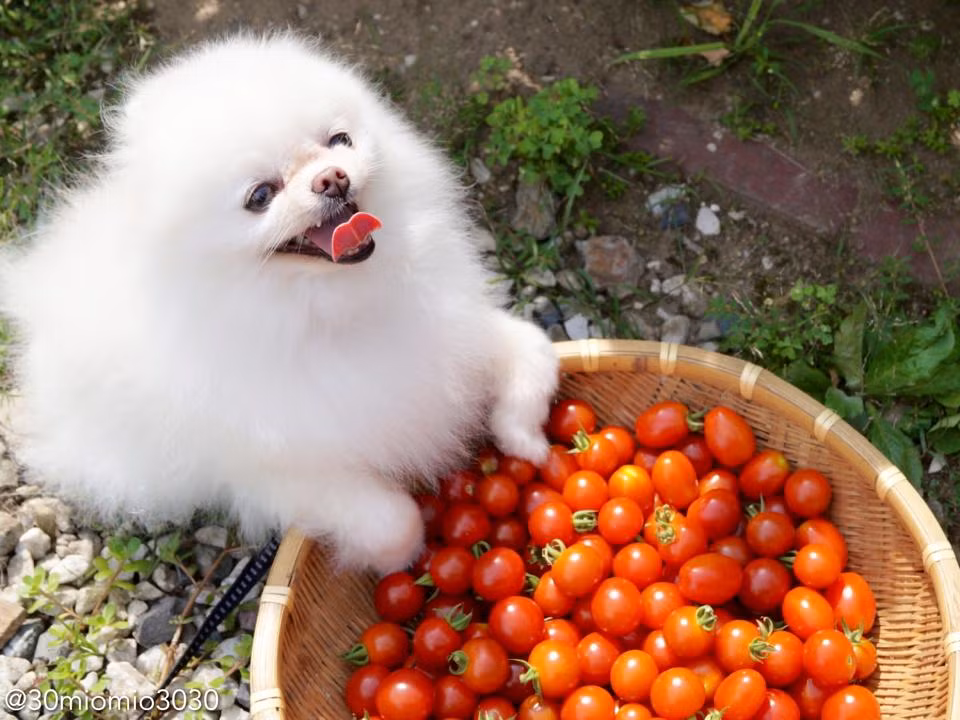 Có một bạn phụ tá dễ cưng thế này thì thu hoạch cà chua cả ngày cũng không biết mệt luôn ấy nhỉ!