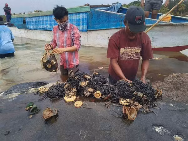 Con vật có 5,9 kg chất thải nhựa trong dạ dày. Ảnh: Reuters.