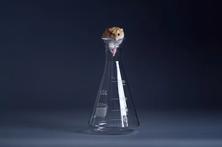 Một chú chuột Duprasi Gerbils nằm lọt thỏm trong một bình đựng nước cất.