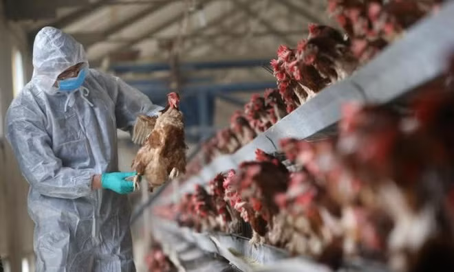 Dịch cúm H5N1 quay lại Trung Quốc vào năm 2020. Ảnh: Getty.