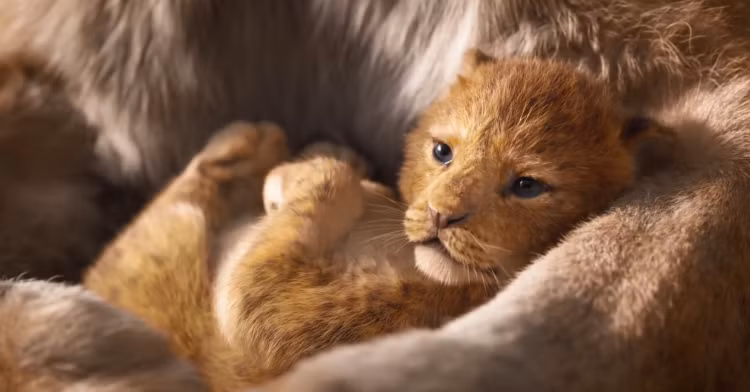 "Lion King" bản live-action tung trailer: Tưởng không hay mà hay không tưởng! ảnh 2