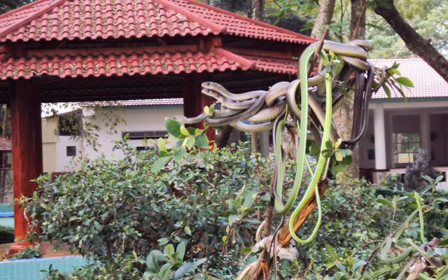 Hình ảnh những đám rắn quấn vào nhau khiến không ít người cảm thấy rùng mình.