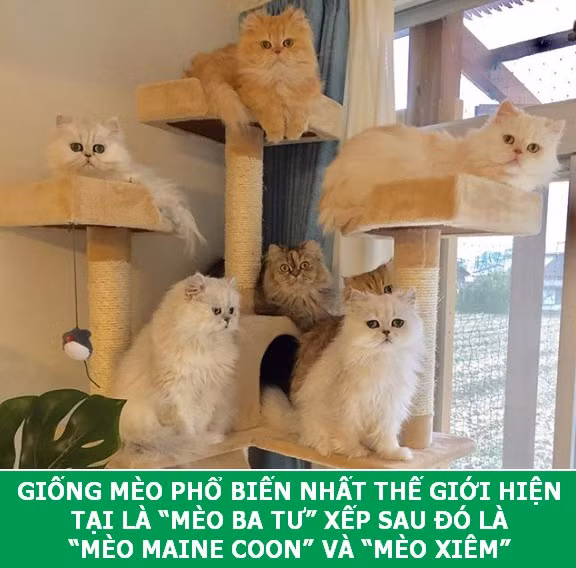 Những sự thật khoa học thú vị về loài mèo sẽ khiến bạn phải bất ngờ ảnh 4 Những sự thật khoa học thú vị về loài mèo sẽ khiến bạn phải bất ngờ ảnh 4