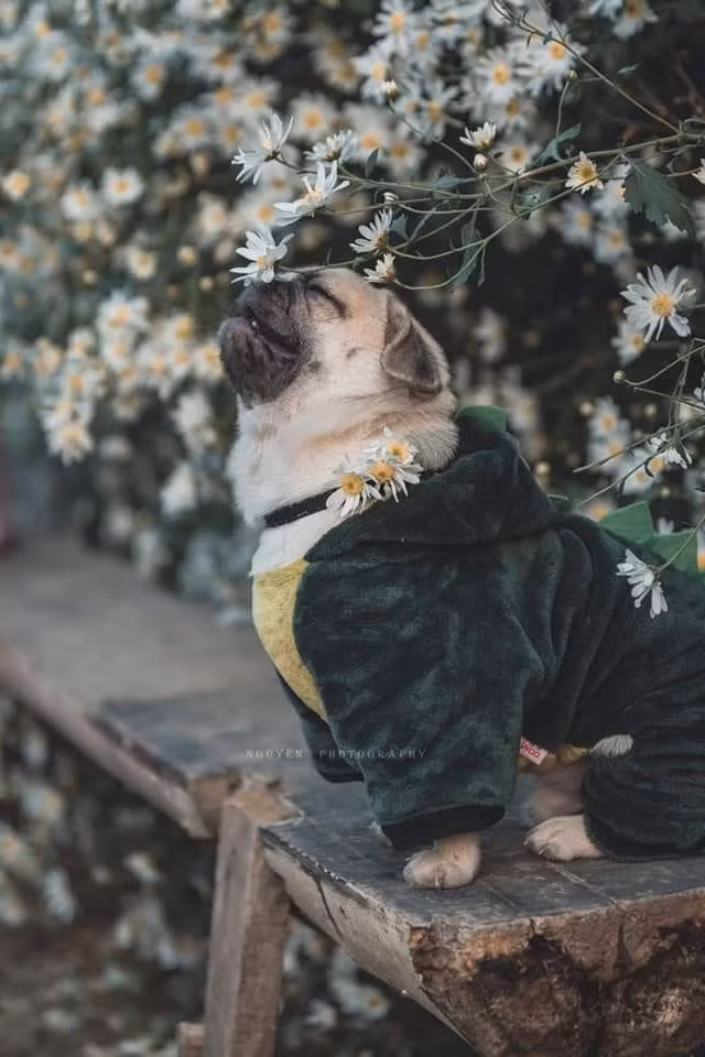Bức ảnh được dân mạng ví giống góc nghiêng thần thánh của các cô nàng mũi tẹt.