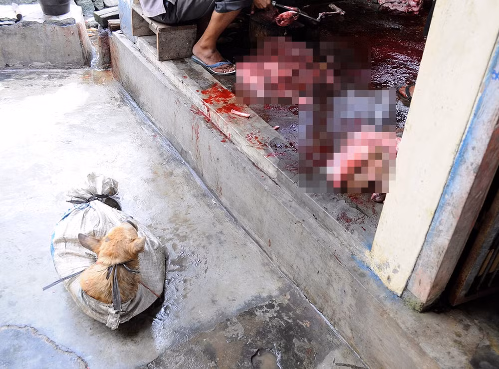Nằm nhìn đồng loại của mình bị xẻ thịt ngay trước mặt, chú chó này có lẽ cũng phần nào đoán ra nạn nhân tiếp theo là ai.
