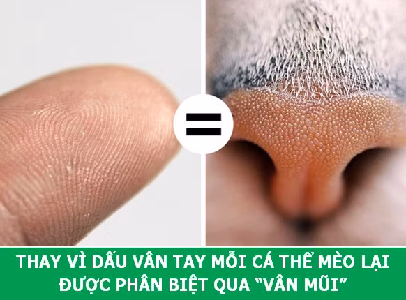 Những sự thật khoa học thú vị về loài mèo sẽ khiến bạn phải bất ngờ ảnh 7 Những sự thật khoa học thú vị về loài mèo sẽ khiến bạn phải bất ngờ ảnh 7