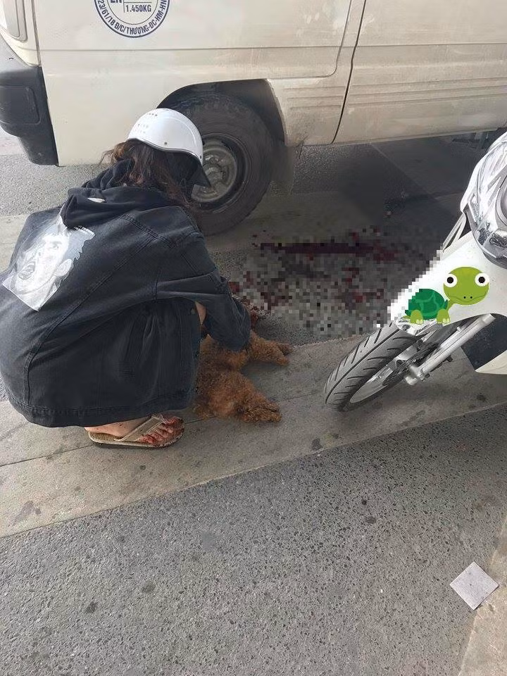 Chú chó nằm bất động trên vũng máu.