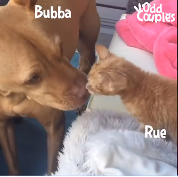 Cặp đôi trúng "tiếng set ái tình" Bubba - Rue.