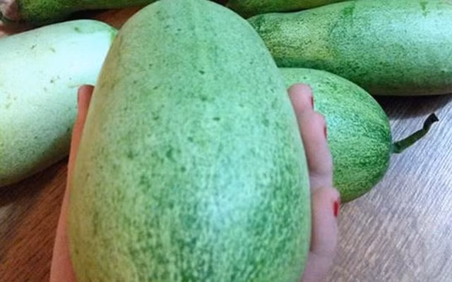 Dưa chuột mèo có trọng lượng lớn gấp 3-4 lần so với các giống dưa truyền thống.