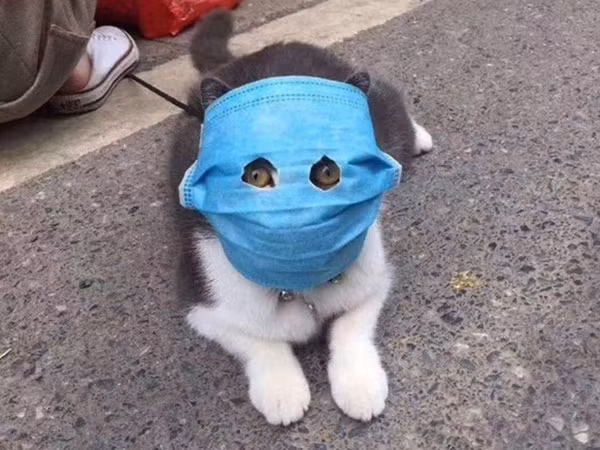 Ngã ngửa với bộ sưu tập khẩu trang tự chế "đố ai mà nghĩ ra được" ảnh 8 Ngã ngửa với bộ sưu tập khẩu trang tự chế "đố ai mà nghĩ ra được" ảnh 8