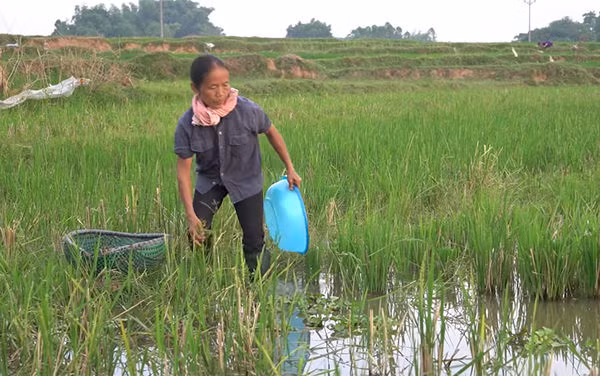 Bà Tân Vlog khiến nhiều người thích thú khi đi bắt trai để làm nồi cháo trai “siêu to khổng lồ” thay vì chọn những nguyên liệu có sẵn như các Vlog trước đó.