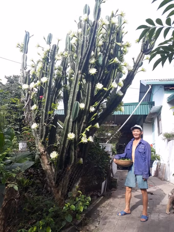 Ai bảo xương rồng không thể ra hoa?