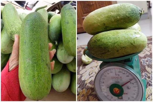Tại Hà Nội, loại dưa chuột này được chào bán với giá từ 30-50 nghìn đồng/kg đắt gấp khoảng 2 lần so với dưa chuột thường.