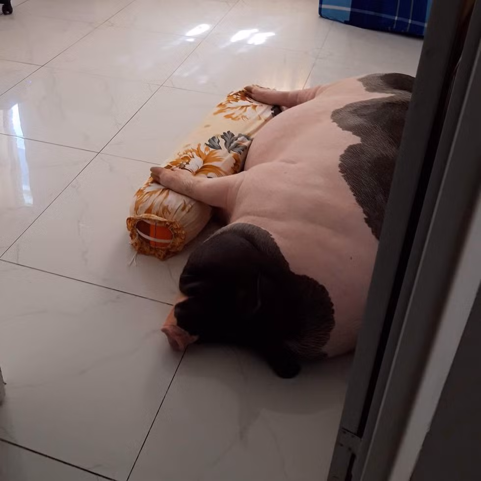 Khi còn bé xinh, cô chủ vẫn thường dắt Gấu đi dạo ngoài đường. Giờ đây, ngoại hình khiến việc đi lại khó khăn, heo cưng chỉ dành phần lớn thời gian cho việc... ngủ.