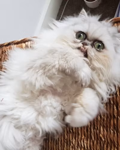 Biểu cảm sợ hãi của chú mèo cau có Wilfred.