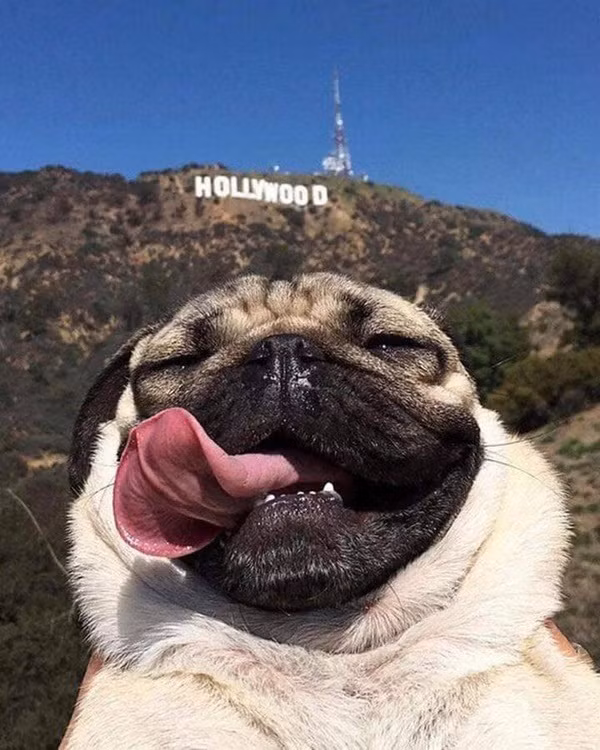 Check in ở Hollywood thì có gì là ghê gớm?