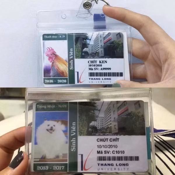 Những tấm thẻ sinh viên đặc biệt của trường Đại học Thăng Long. (Ảnh: TLU Confessions)