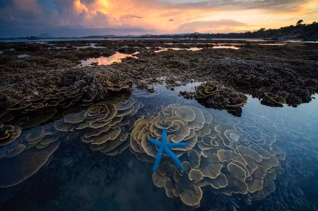 Ảnh chụp đạt giải Photo of the day, ngày 16/1/2019