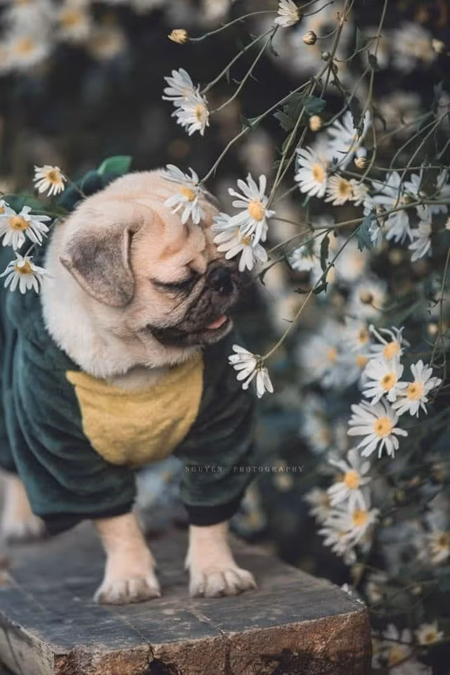 Hoặc tinh nghịch như thế này...