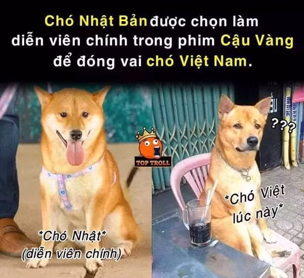 Biểu cảm "hờn dỗi" của chó ta khi nghe tin giống loài mình không được vào vai chính. Ảnh: Top Troll.