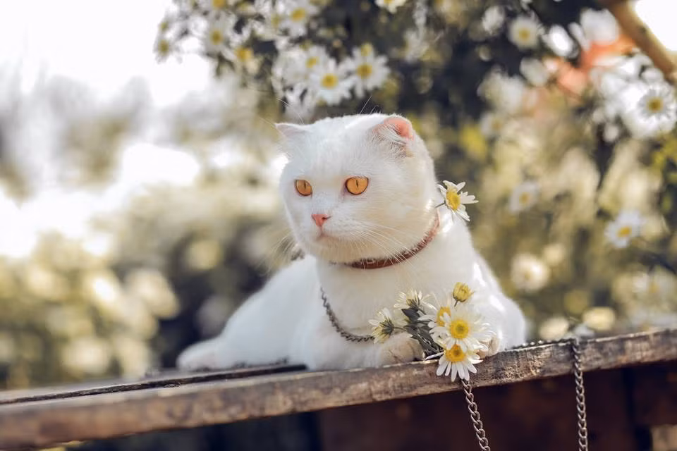 Trai đẹp bên cúc họa mi thế này đã đủ làm trái tim các "sen" liêu xiêu chưa nhỉ!