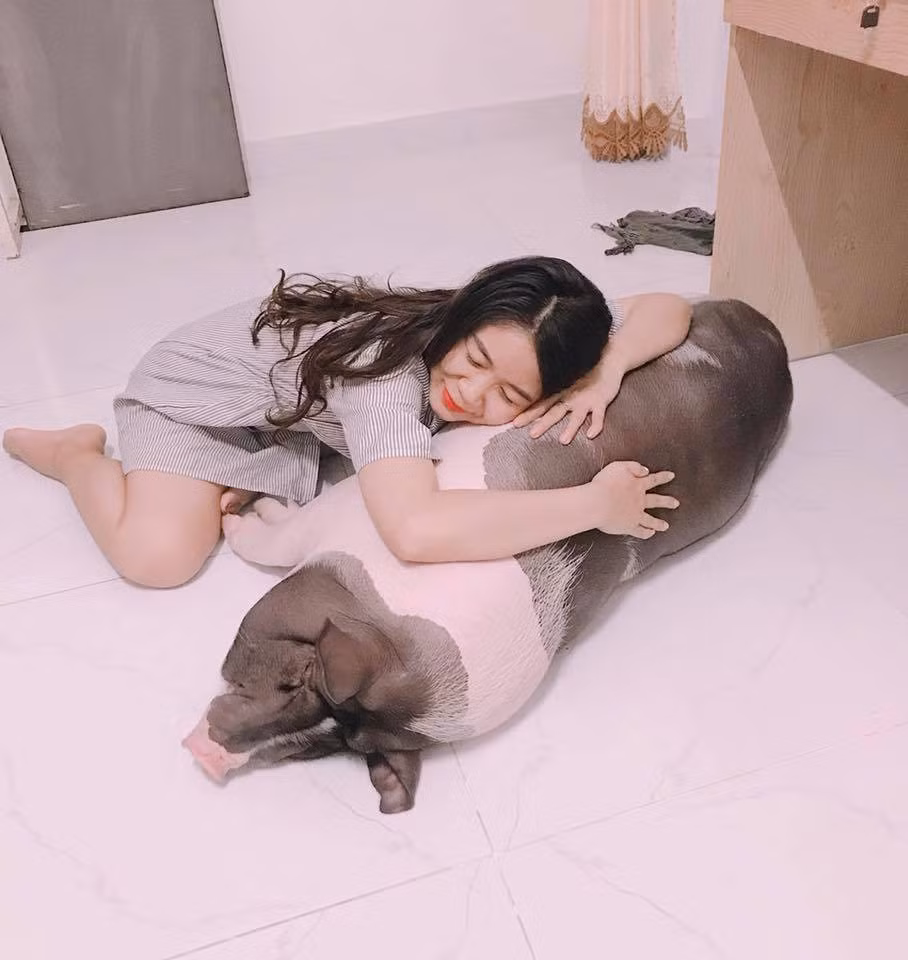 Chú heo Gấu ngoan ngoãn làm gối ôm cho cô chủ. Ảnh: NVCC.