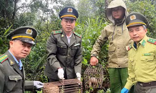 Hai mẹ con động vật quý hiếm được phát hiện đi lạc vào vườn dân tại Huế