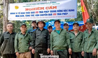 Đà Nẵng lập chốt chặn, ngăn phá rừng để thu hoạch quả ươi