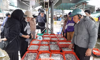 Ngư dân miền Trung trúng 'lộc' mực nháy dịp áp Tết