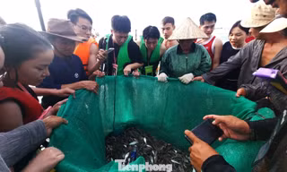 Đà Nẵng: Du khách kéo nhau 'đột nhập' chợ cá lúc rạng sáng