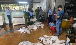 Công an Quảng Ngãi siết chặt các lò mổ, ngăn lợn bệnh tuồn ra chợ trong dịp Tết