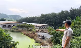 Lắp hệ thống bơm, xả chất thải không qua xử lý, trại heo bị phạt 70 triệu đồng