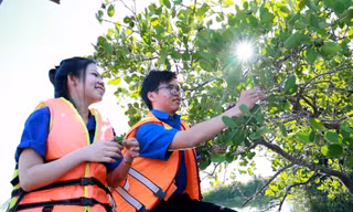 Giữ rừng ngập mặn, bảo vệ 'lá chắn xanh' ở Quảng Ngãi